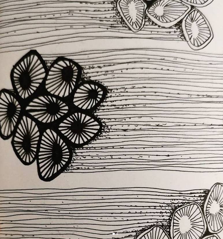 ink drawing of watery shells or flowers